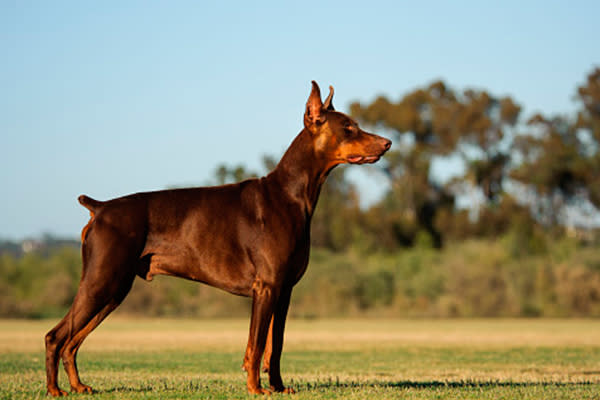 Doberman pinscher