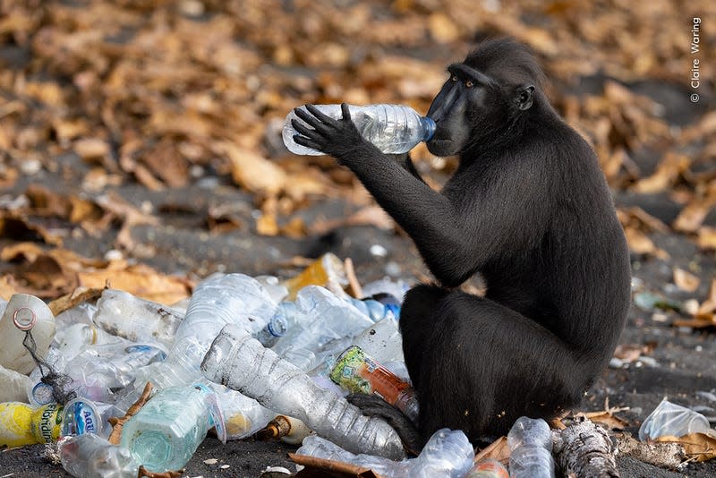 Photo: Claire Waring / Wildlife Photographer of the Year