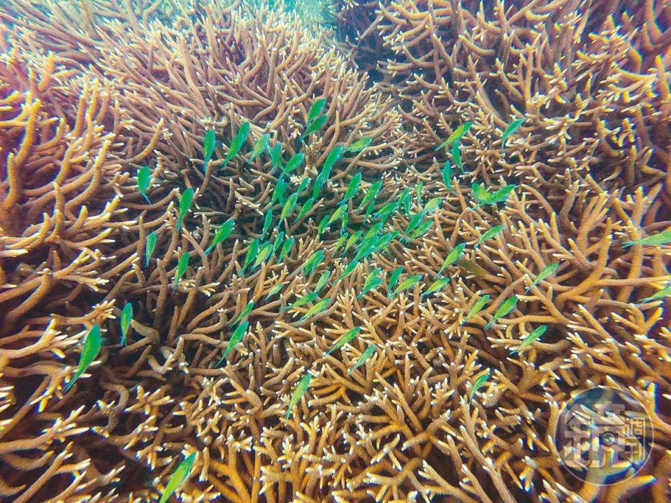 東吉的水質乾淨，光是碼頭內的海底就有珊瑚礁及成群的綠色小魚游過。