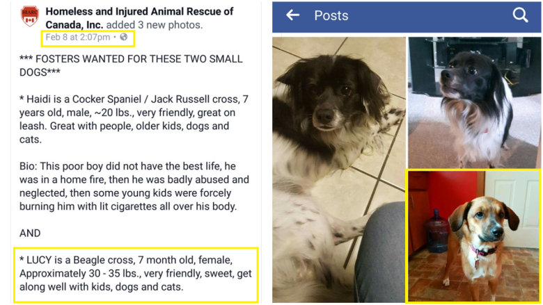 Rescue group advertises dog for $350 — after getting it for free