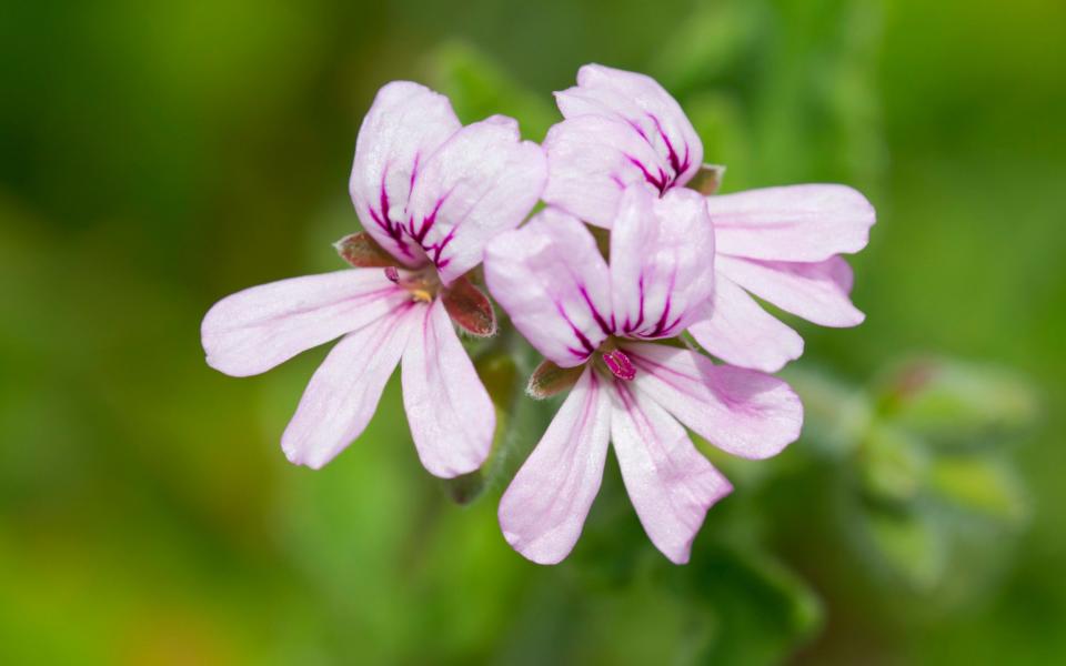 Pelargonium in bloom  -  Frank Sommariva