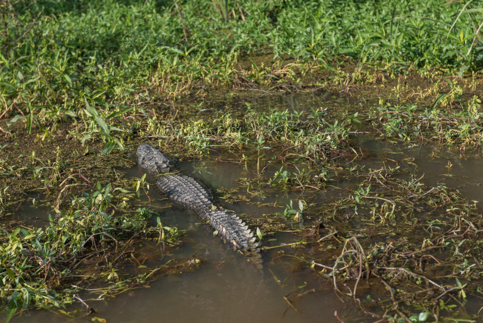 alligator in a louisiana swamp