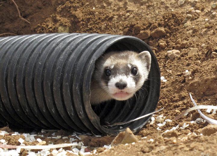 FILE - This Oct. 1, 2014, file photo shows a black-footed ferret peeking out of a tube after being brought to a ranch near Williams, Ariz. To help black-footed ferrets, the U.S. Fish and Wildlife Service and others plan to vaccinate prairie dogs against plague in several Western states later this year. (AP Photo/Felicia Fonseca, File)