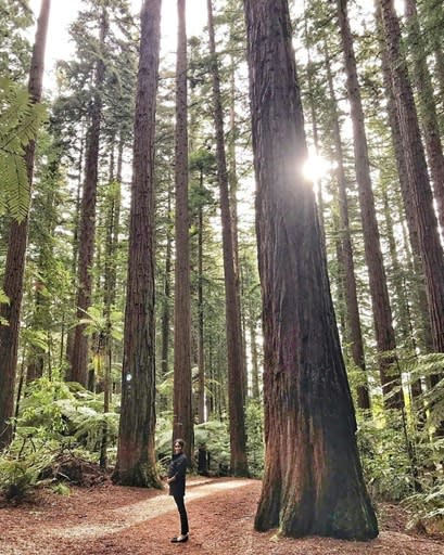 Enormous redwood trees absorb more carbon that any other trees on Earth