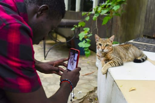 A cat looks unfazed by media attention at the Bushman Cafe venue for Ivory Coast's second smartphone movie festival