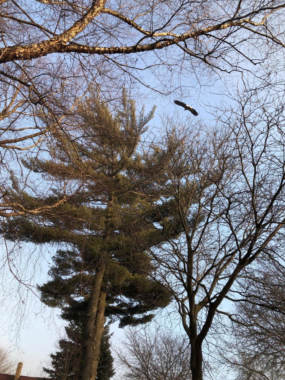 A bald eagle flies near a nest in Milwaukee County in 2022.
