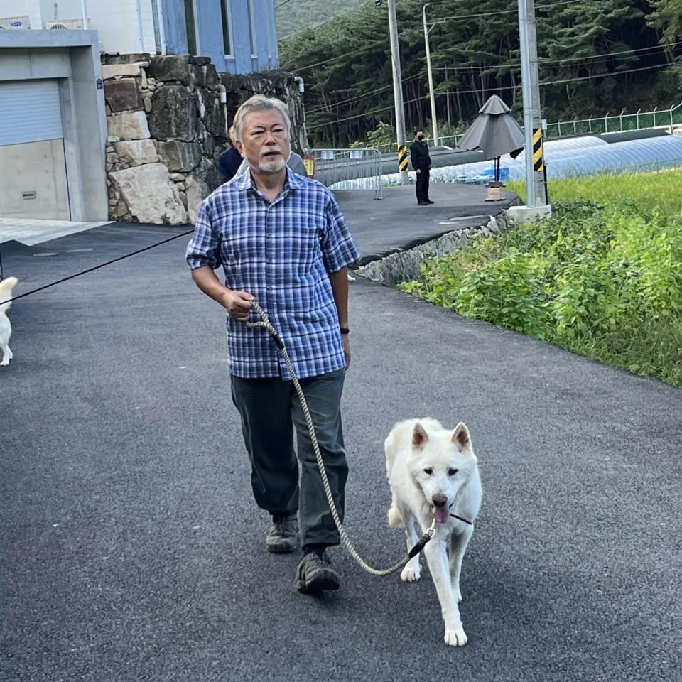 南韓前總統文在寅正在飼養的豐山犬。（文在寅Facebook）