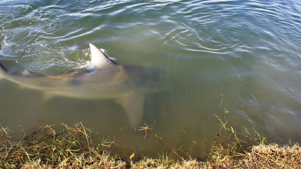 Carbrook golf club general manager Scott Wagstaff captured this image of a bull shark swimming near the edge of a lake at the course in April 2011. - Courtesy Scott Wagstaff