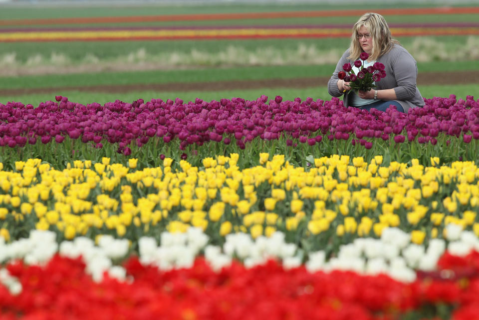 SCHWANEBERG, GERMANY - APRIL 27: A visitor plucks tulips from a self-service tulip field on April 27, 2012 near Schwaneberg, Germany. Spring weather is finally taking hold in Germany with temperatures expected to reach 28 degrees Celsius by the weekend. (Photo by Sean Gallup/Getty Images)