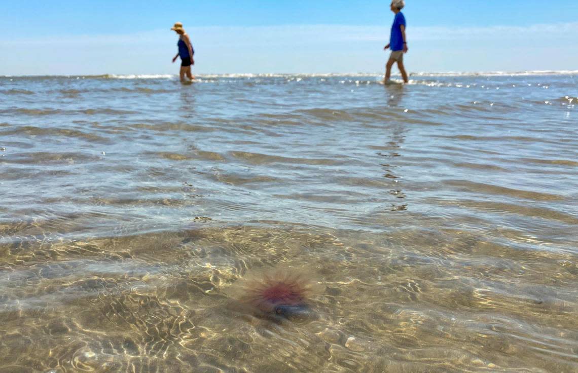 Hundreds of jellyfish identified by the S.C. Department of Natural Resources as “Lion’s Mane Jellyfish” (Cyanea capillata) washed up on the North Myrtle Beach shoreline this weekend. According to S.C. Department of Health and Environmental Concerns he Lion’s Mane are known as moderate stingers, and often describe as a burning sensation rather than a sting. April 19, 2021. JASON LEE