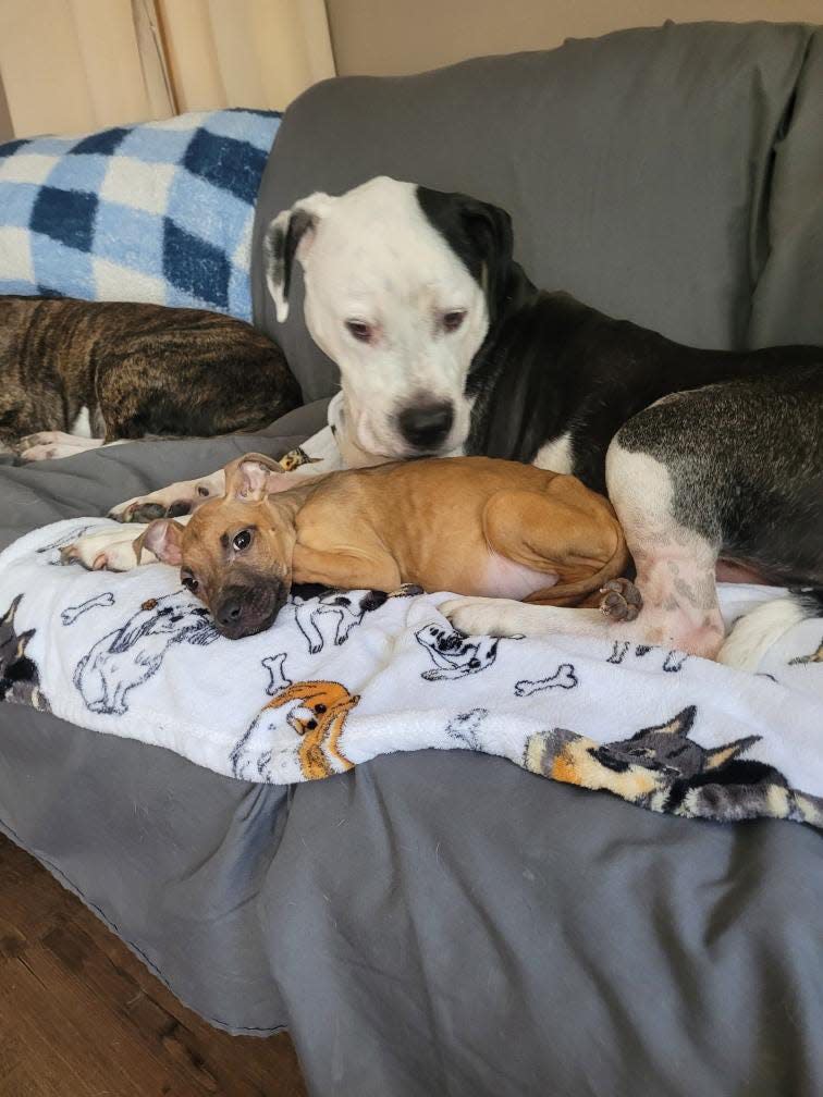 Matilda, who was found abandoned and starving in Neptune, and Alvin, a vet technician's rescue dog whose been looking after Matilda.