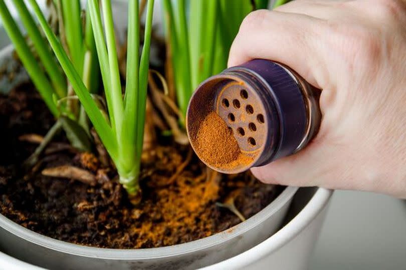 Person sprinkles cinnamon powder on house plant