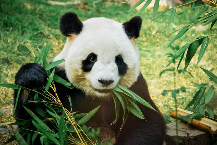 panda eating