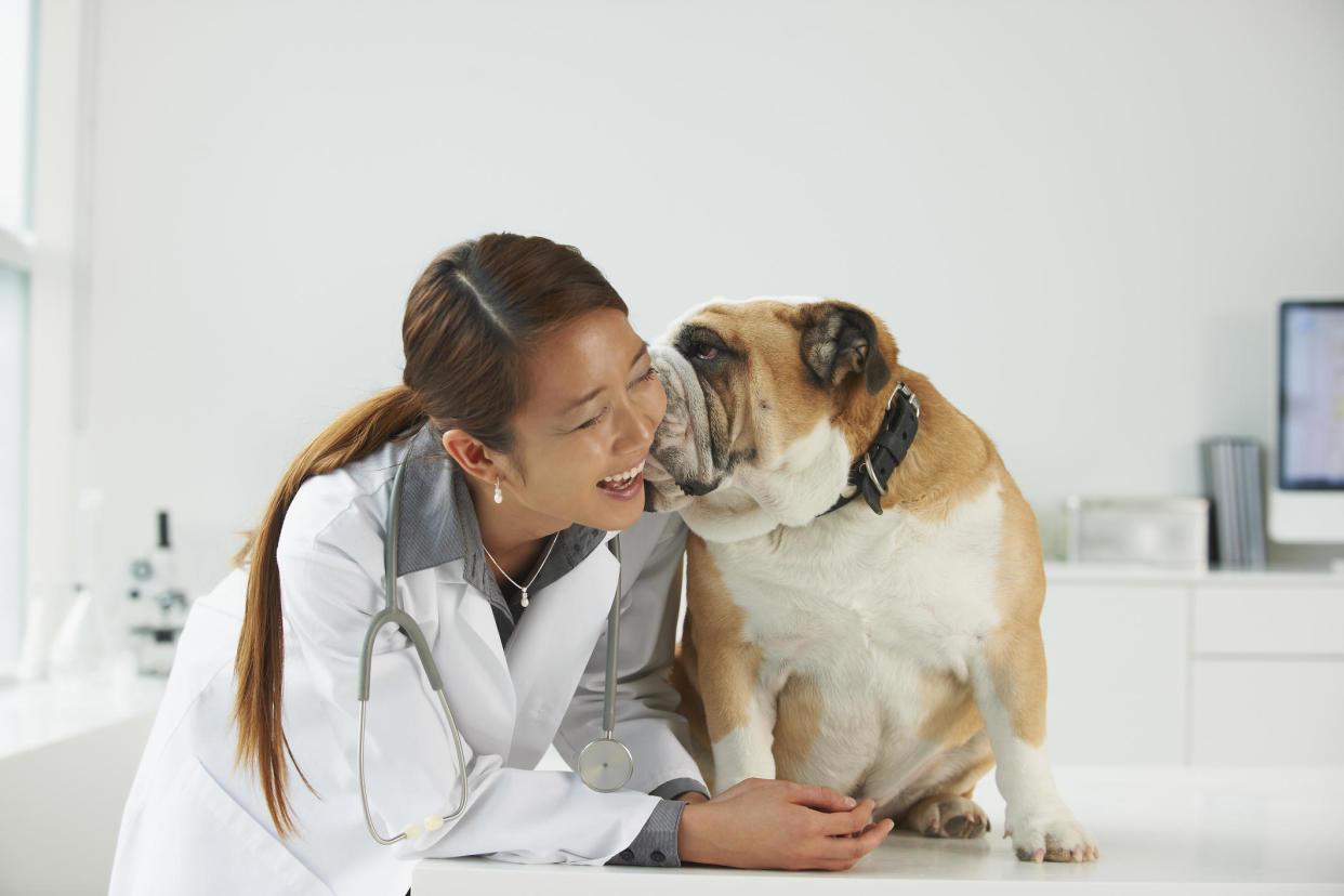 Millions of Americans have pets but only a small portion have pet insurance.  / Credit: Getty Images