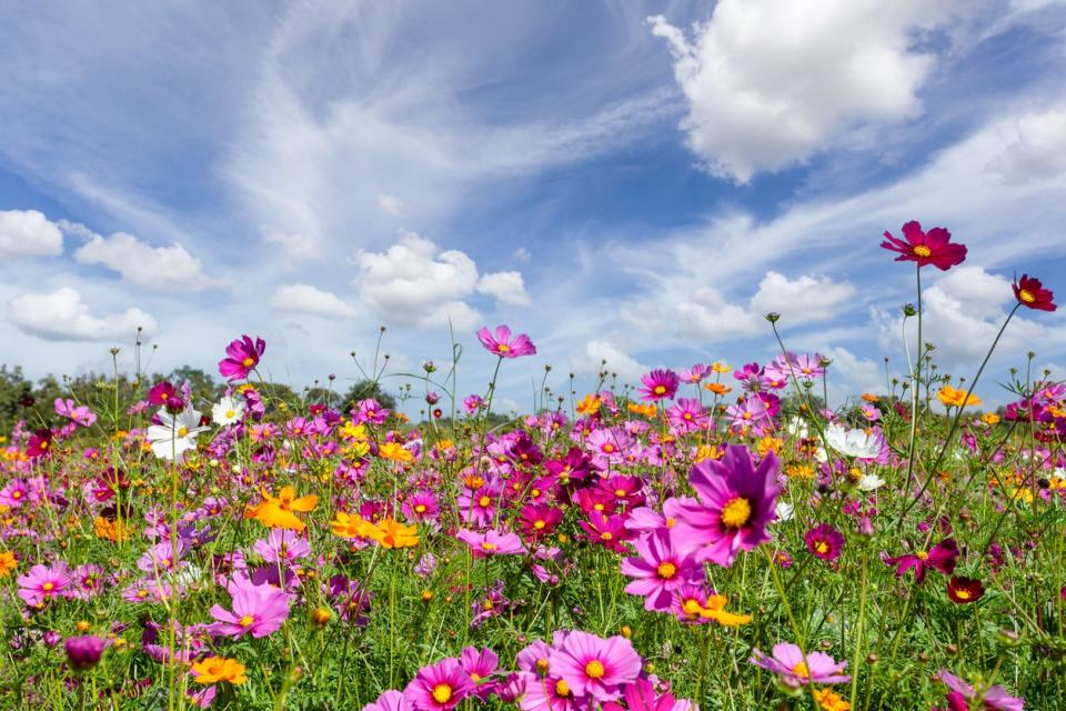 Field of colorful wildflowers with a cloudy blue sky above.