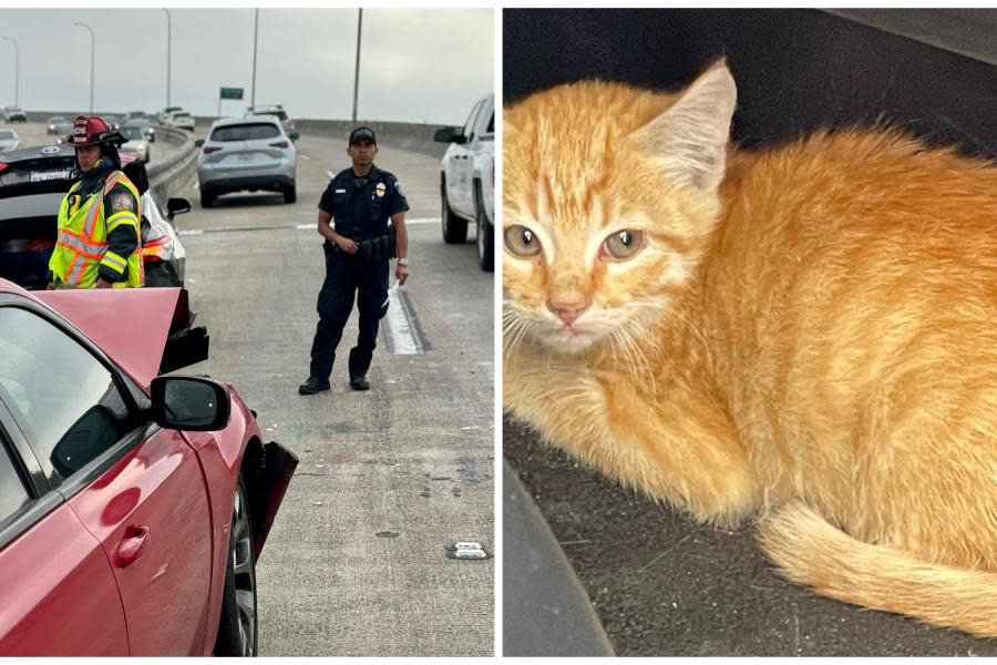 Gatito que causó accidente de 3 autos en el Puente de Coronado en San Diego es adoptado