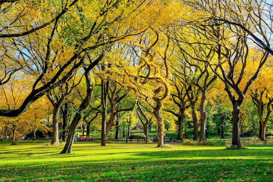 PHOTO: American Elms are shown in Central Park in New York. (STOCK IMAGE/Getty Images)