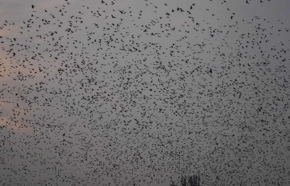 Birds return to their nests after sunset on a cold day in Srinagar, Indian controlled Kashmir, Monday, Jan. 8, 2024. (AP Photo/Mukhtar Khan)