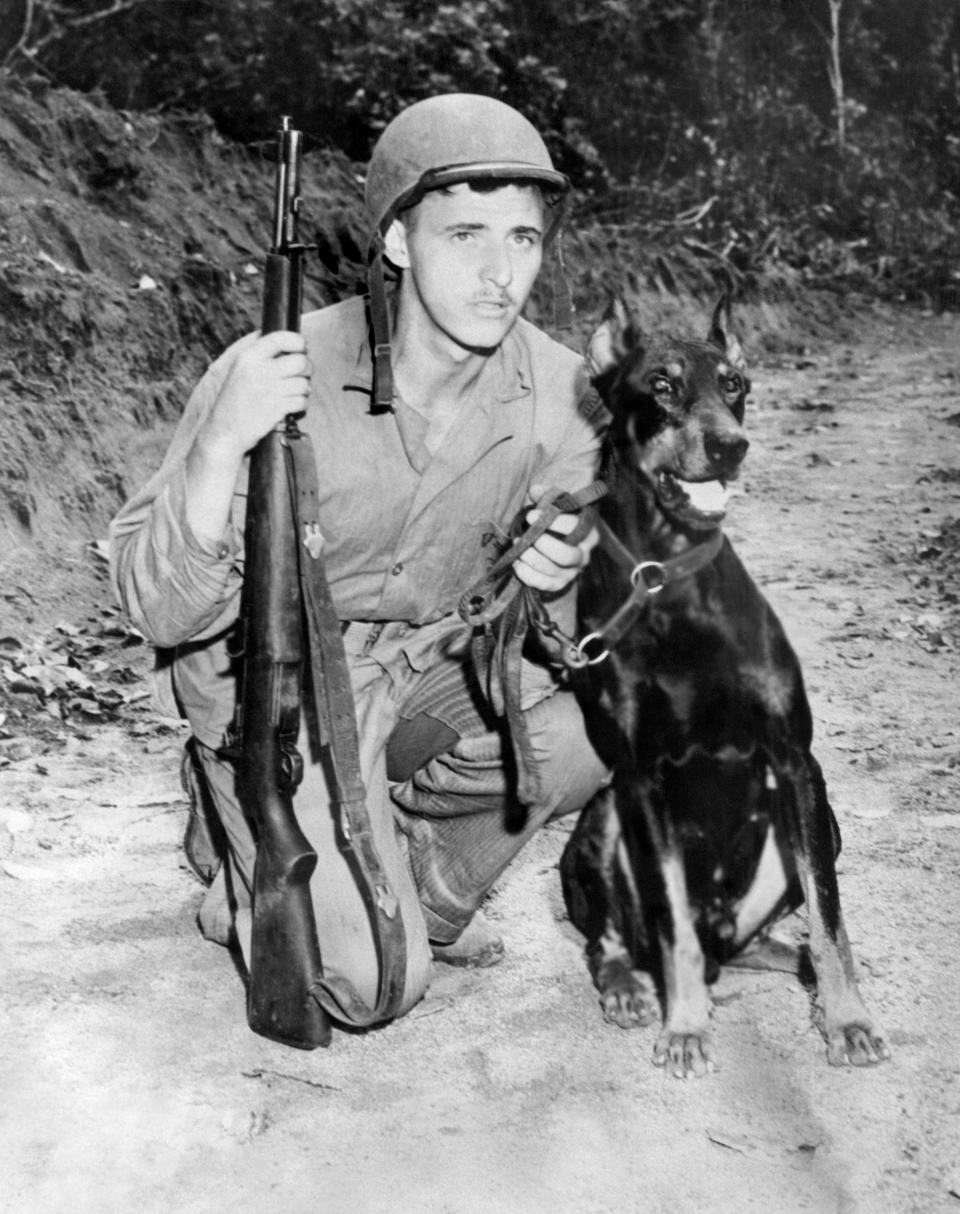 Liney, a 3-year-old Doberman pinscher, donated for war service to the Marine Corps by his owner, R.C. Webster, of Baltimore, Maryland, stands by the side of one of his trainers, Pfc. Robert S. Forsyth, of Stamford, Connecticut, at a Bougainville base in the Southwest Pacific, March 31, 1944. The dog has served with the Marines for a year and during the Bougainville campaign, he picked up the scent of two Jap snipers on the front lines.