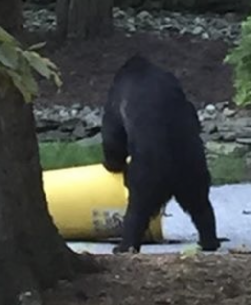 A black bear works to open a trash container in an Andover Township neighborhood in September, 2022.