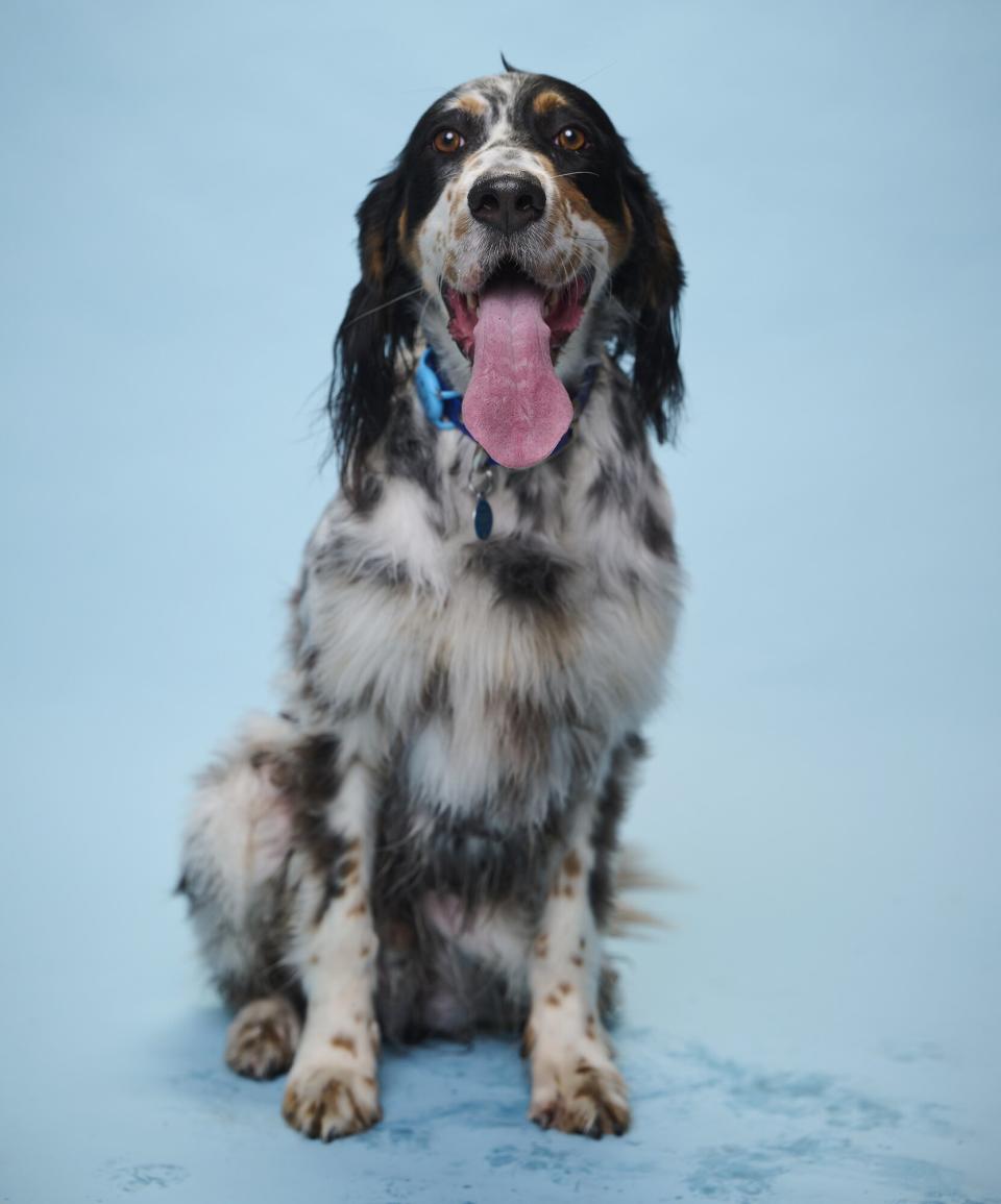 Dog gets world record for longest tongue