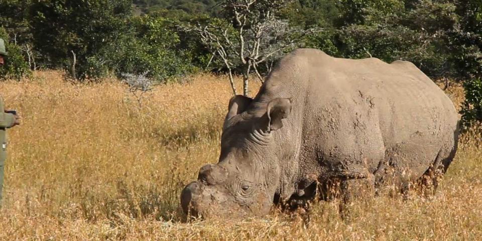 Northern white rhino