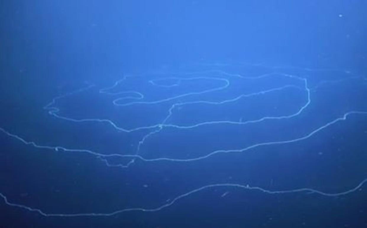 Underwater explorers found the 150 foot (46 metre) long UFO-like creature, known as a siphonophore, in the deep sea canyons near Ningaloo reef in Western Australia. (SWNS) 