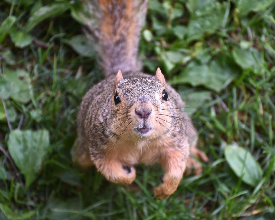 Wildlife rehabilitation center Nottingham Nature Nook in Bath Township raises and releases young wild animals and cares for injured adults.