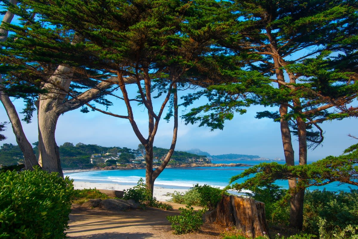 Monterey Cypress trees fringe Carmel Beach   (Getty Images)