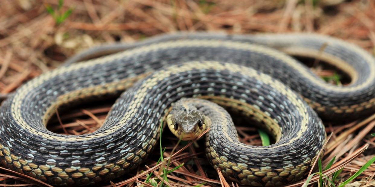 a coiled garter snake on pine needles