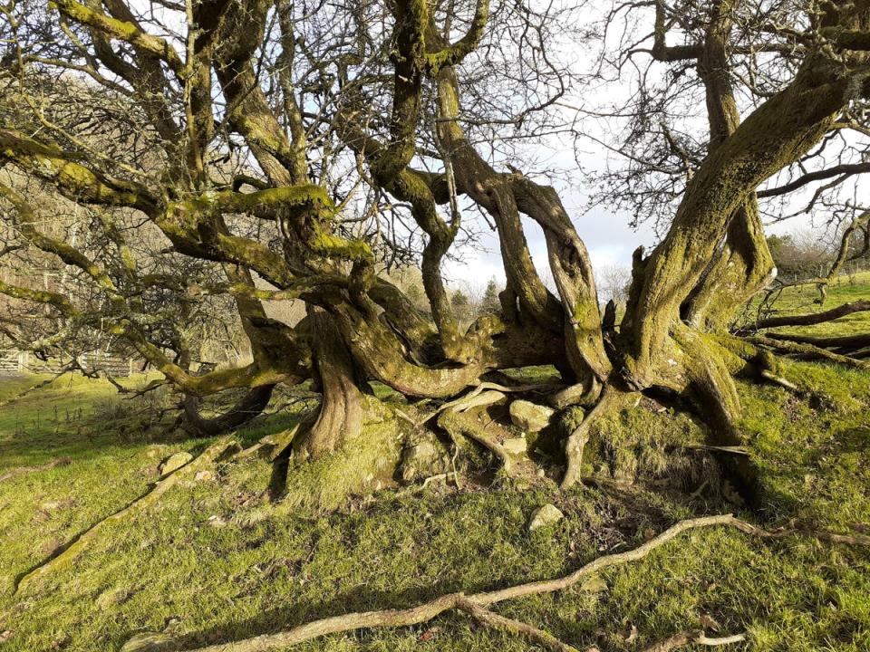 Hedgerow Hawthorn Cumbria (Vanessa Campion, Woodland Trust/PA)