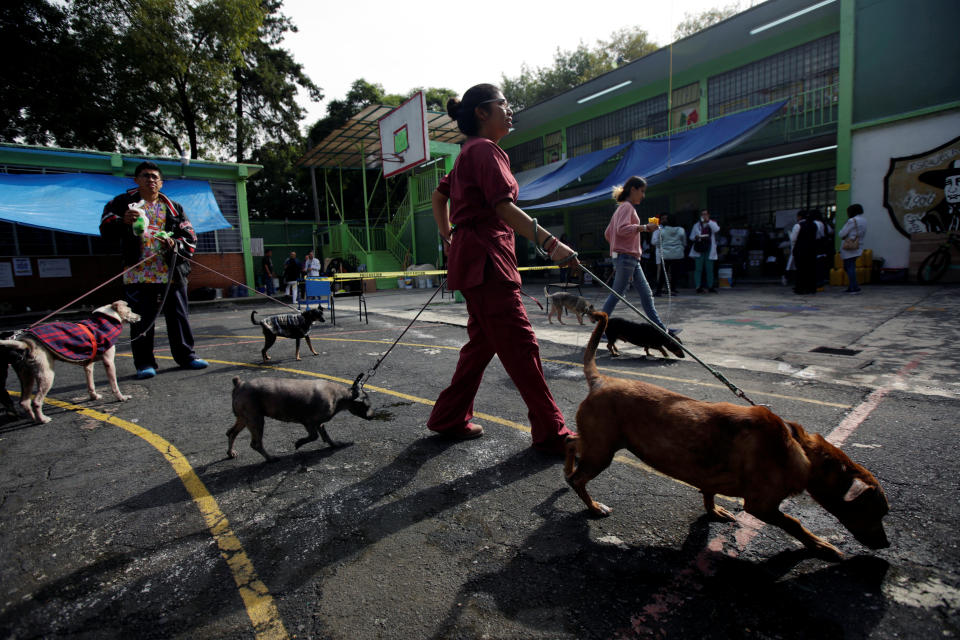 <p>People who live in a school turned shelter as their homes were damaged in an earthquake, walk their dogs in Mexico City, Mexico, Sept. 23, 2017. (Photo: Jose Luis Gonzalez/Reuters) </p>