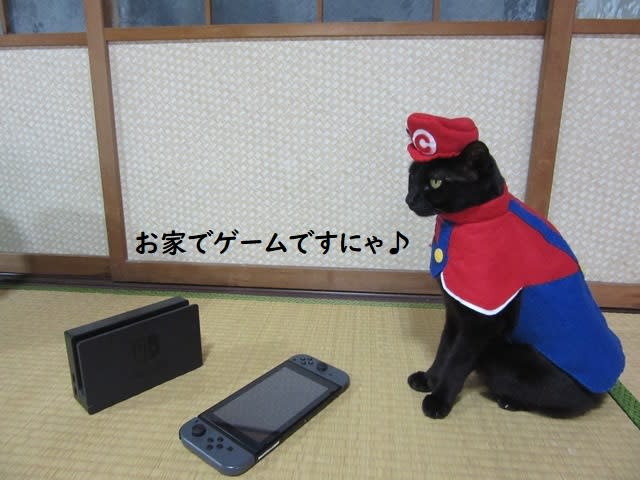 Cat cosplayer from Japan, Chocola, whose owner has hand-made 114 costumes for it, as Super Mario. (Photo: Twitter/@kigurumicyokor1)