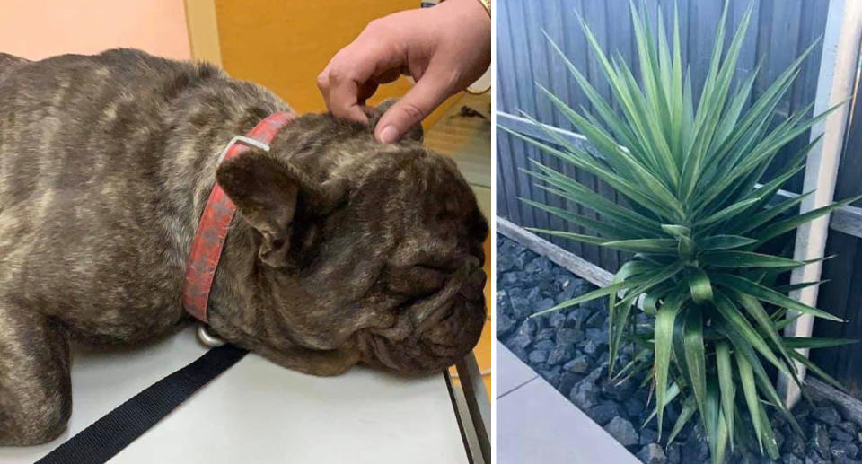 Dog of woman and yucca plant she said pricked him in the testicle and caused a toxic response.