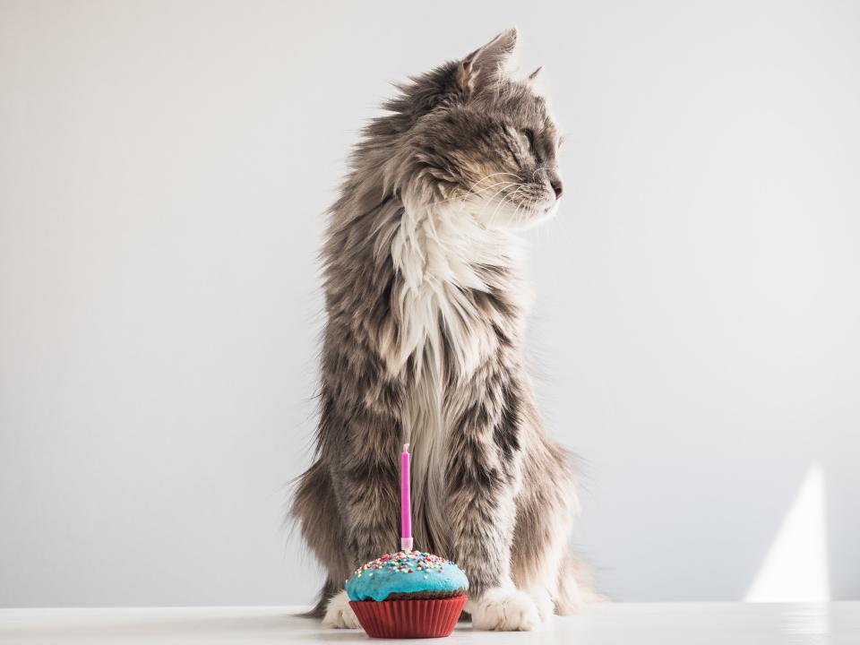 Making a Birthday Cake for My Cat Turned Out to Be a Great Meal Prep Move