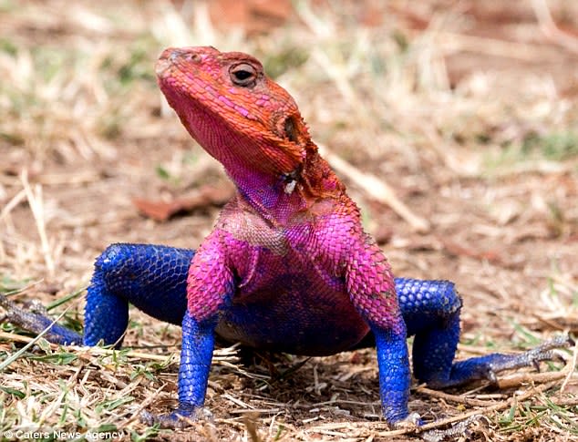 African lizard found that looks just like Spider-Man