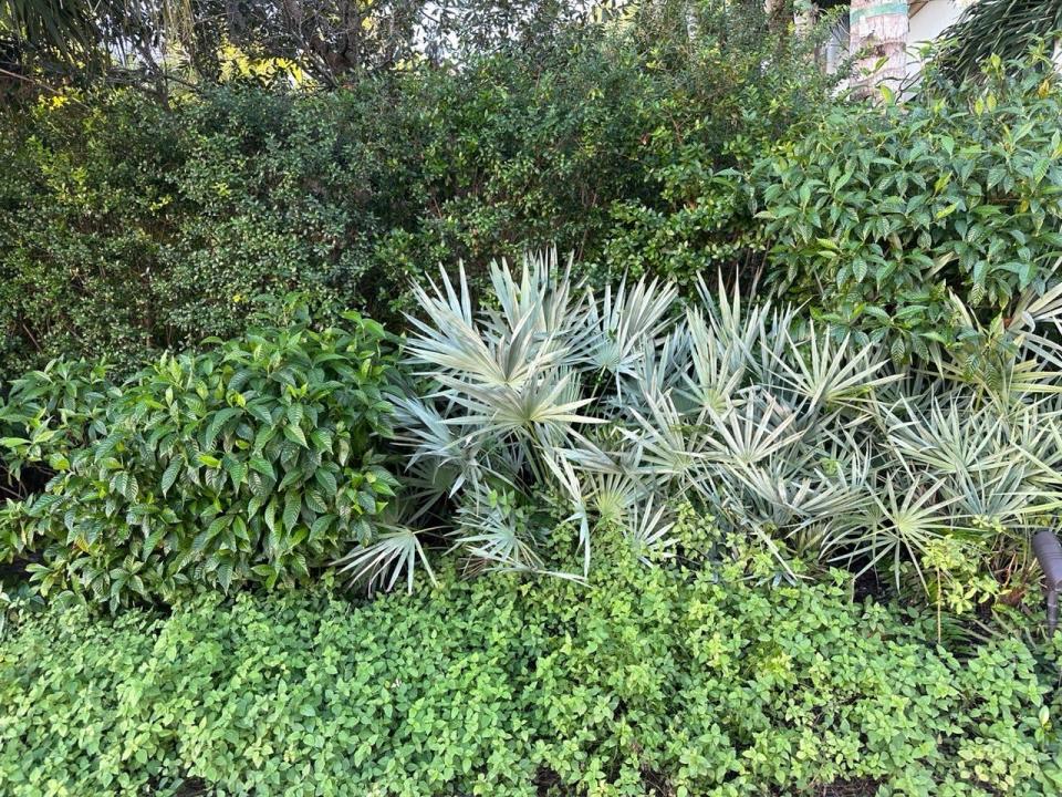 The gray-green foliage of the saw palmetto adds interest to a hedge of wild coffee and Simpson's stopper.