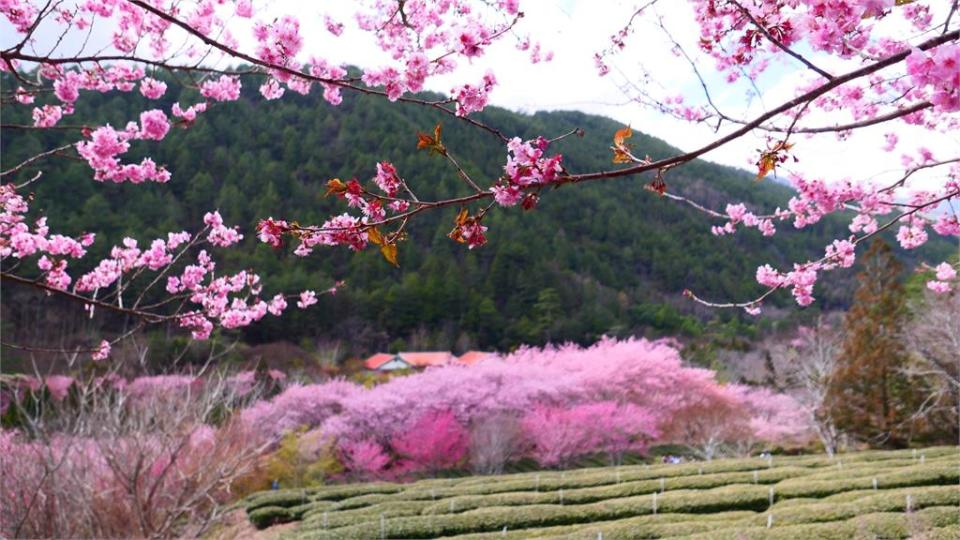 武陵農場將櫻花季疏運管制延長3月1日。（圖／武陵農場提供）