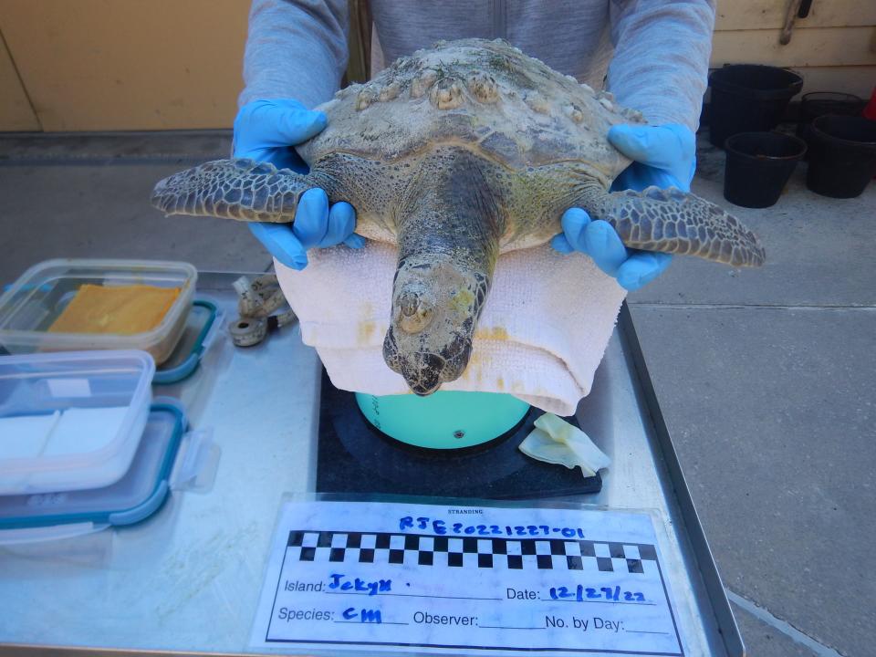 Four more cold-stunned sea turtles were found in Southeast Georgia this week and are getting help from Georgia Sea Turtle Center.