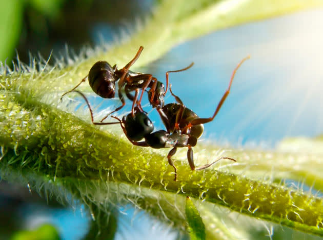 The fantasy world of ants: Photographs by Andrey Pavlov