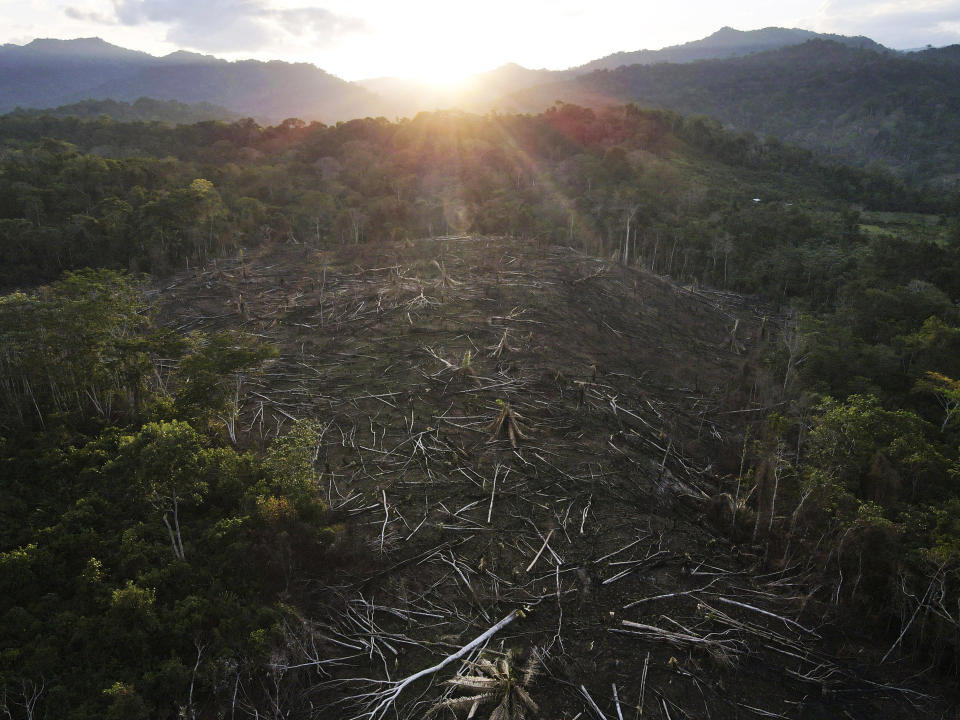 Cut down trees lie within view of the Cordillera Azul National Park in Peru's Amazon, Monday, Oct. 3, 2022. Residents in Kichwa Indigenous villages in Peru say they fell into poverty after the government turned their ancestral forest into a national park, restricted hunting and sold forest carbon credits to oil companies. (AP Photo/Martin Mejia)