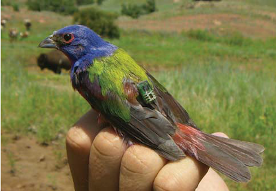 A painted bunting equipped with a 0.024-ounce (0.7-gram) solar geolocation datalogger. <a href="http://dx.doi.org/10.1525/bio.2011.61.9.7" rel="nofollow noopener" target="_blank" data-ylk="slk:Jeffrey F. Kelly;elm:context_link;itc:0;sec:content-canvas" class="link ">Jeffrey F. Kelly</a>, <a href="http://creativecommons.org/licenses/by-nd/4.0/" rel="nofollow noopener" target="_blank" data-ylk="slk:CC BY-ND;elm:context_link;itc:0;sec:content-canvas" class="link ">CC BY-ND</a>