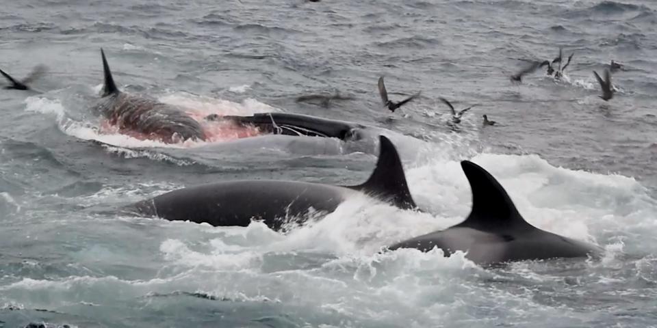 Two orcas and a blue whale they had just killed.