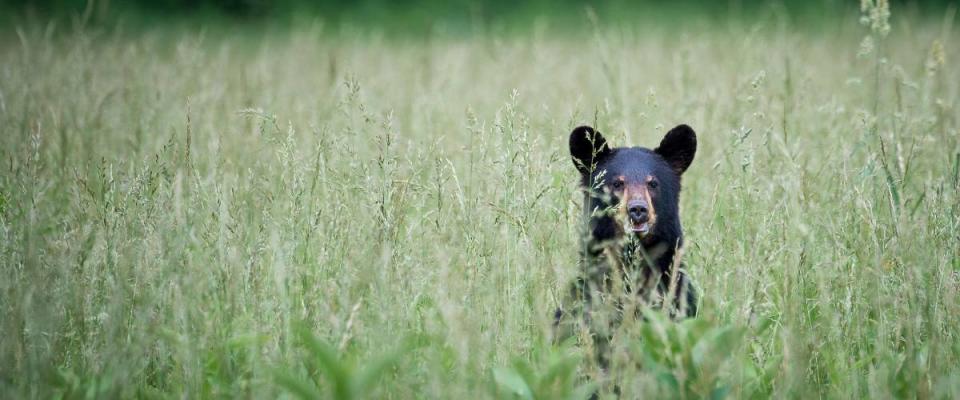 Black Bear in Cade's Cove, Great Smoky Mountains