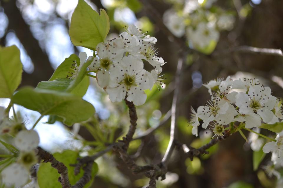 The Callery pear is one of the first trees to bloom in the spring. The blooms at peak have an offensive smell.