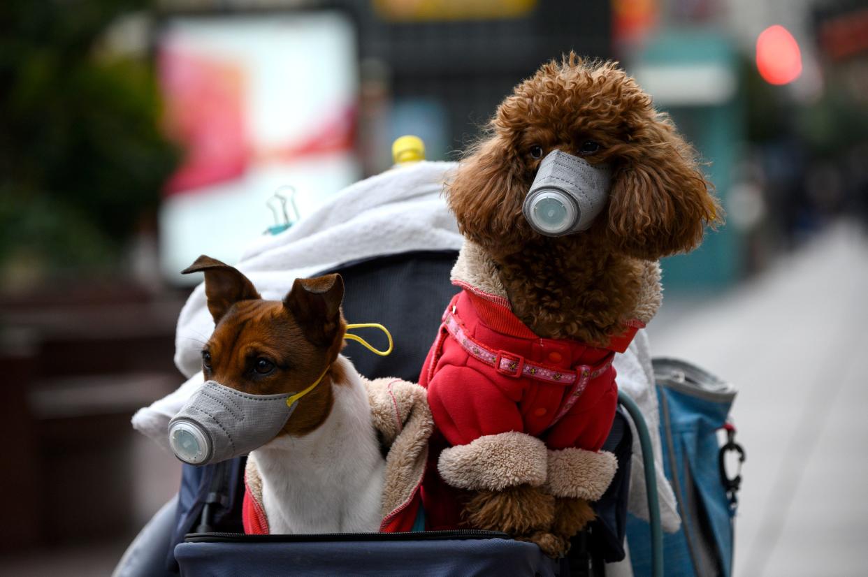 Dogs wearing masks are seen in a stroller in Shanghai on February 19, 2020. - The death toll from China's new coronavirus epidemic jumped past 2,000 on February 19 after 136 more people died, with the number of new cases falling for a second straight day, according to the National Health Commission. (Photo by NOEL CELIS / AFP) (Photo by NOEL CELIS/AFP via Getty Images)