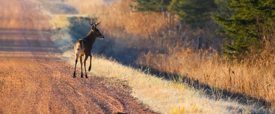 Eight point buck deer crossing a gravel road.