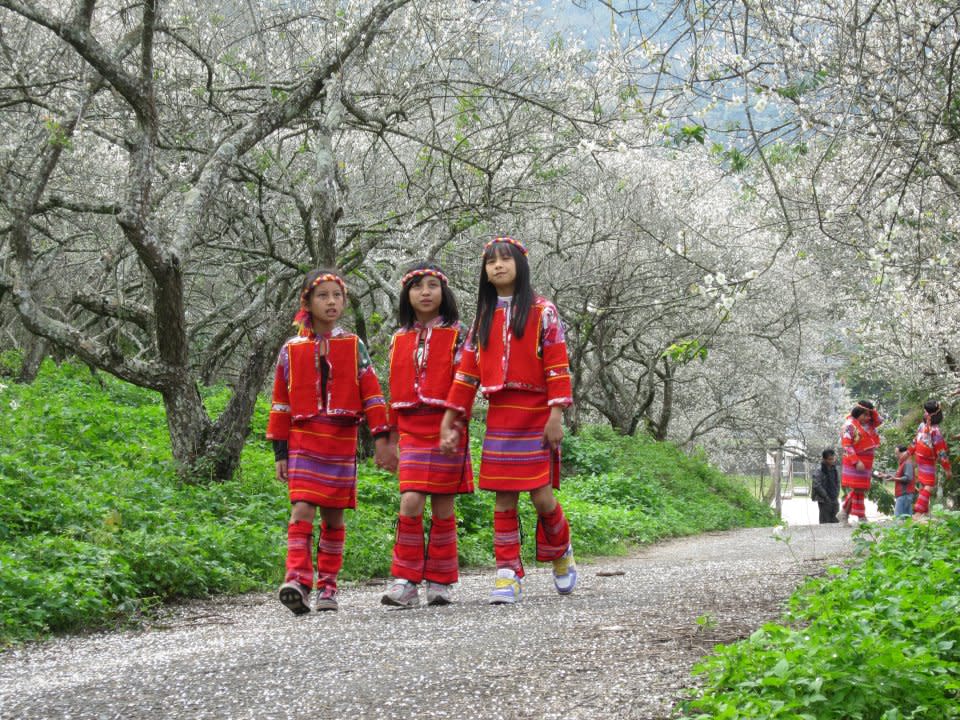 互助國小後方梅園，老梅挺拔，成為美麗的花景隧道。(圖片來源／走進南投）