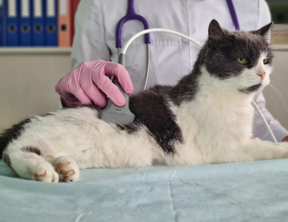 貓咪慢性腎衰竭到後期容易產生其他嚴重併發症症，成為家貓多年來的最大死因。示意圖／Getty Images