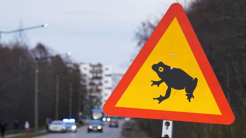 Estonian capital closes traffic to let frogs cross the road